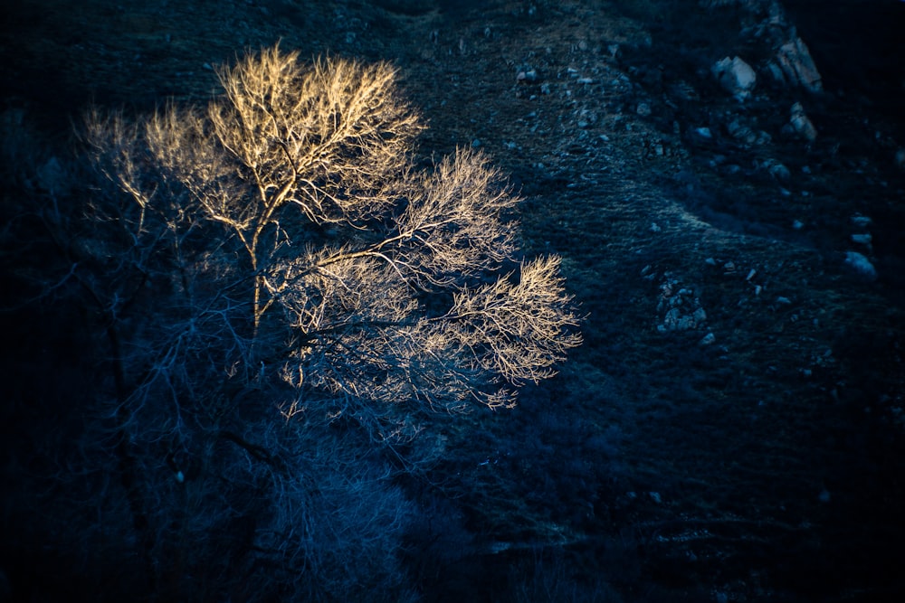 shallow focus photo of brown tree