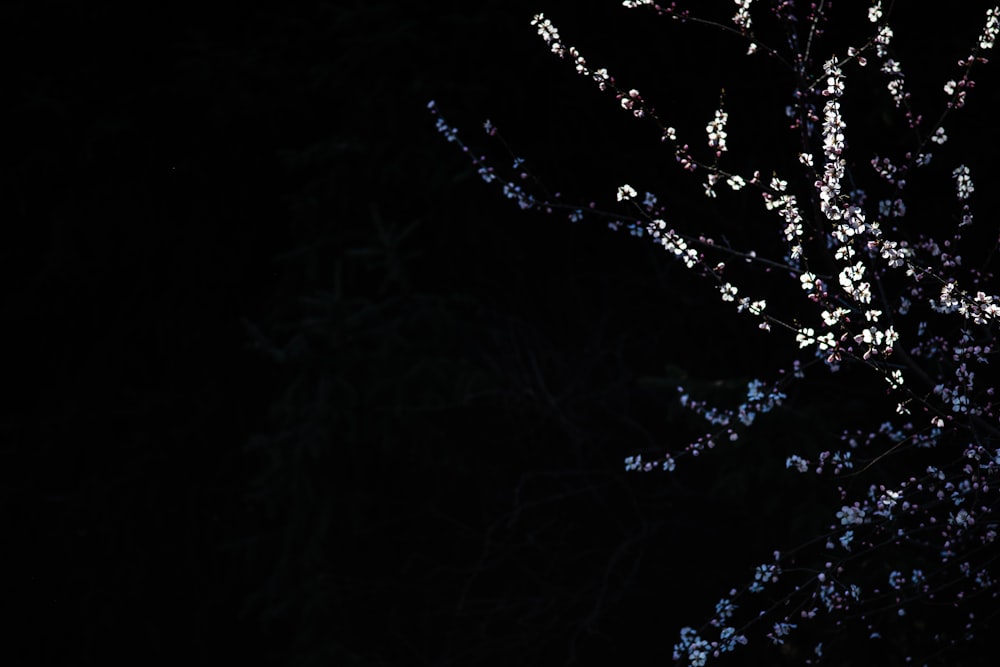 a tree with white flowers in the dark