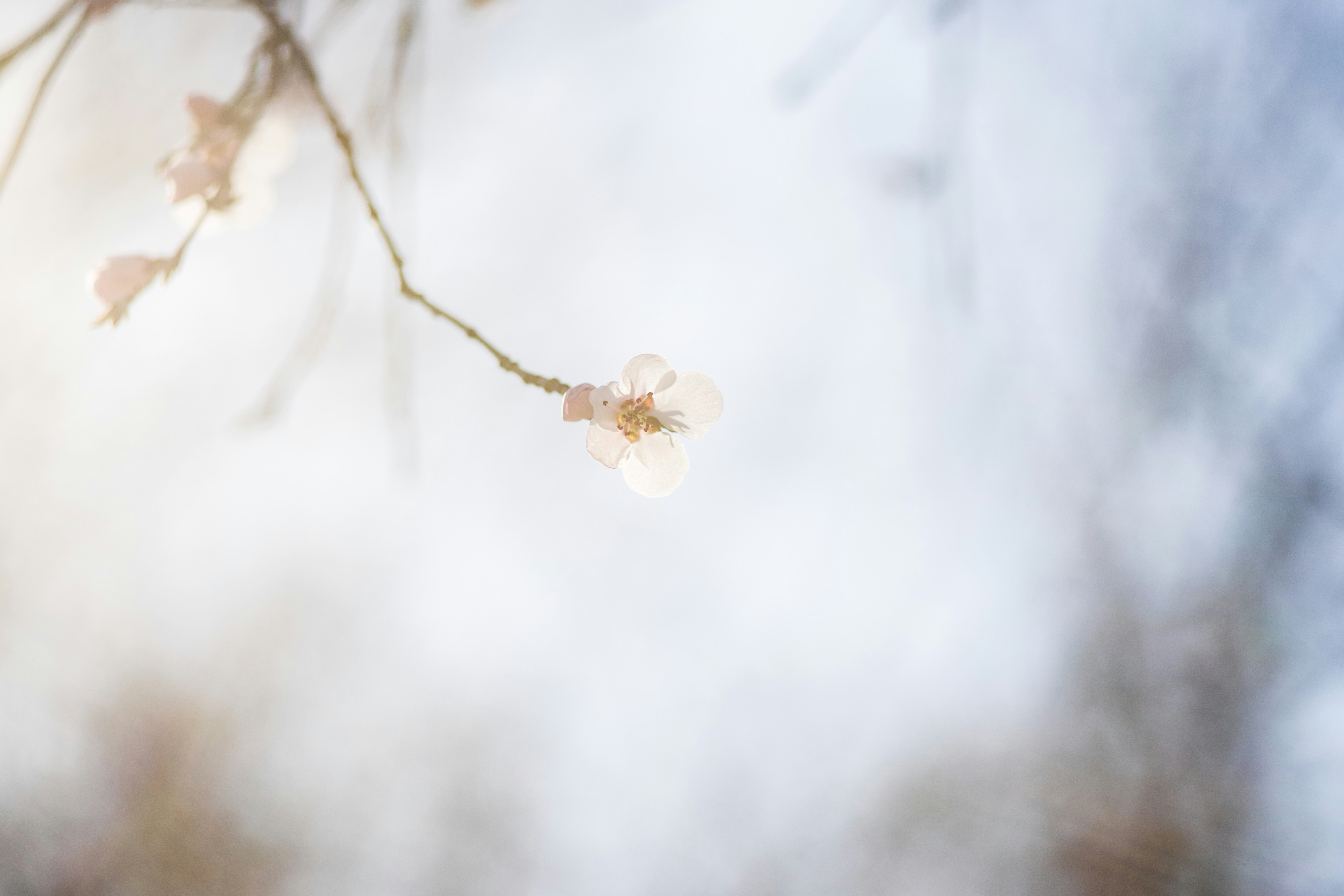 A branch of a tree with white flowers photo – Free Blue Image on Unsplash