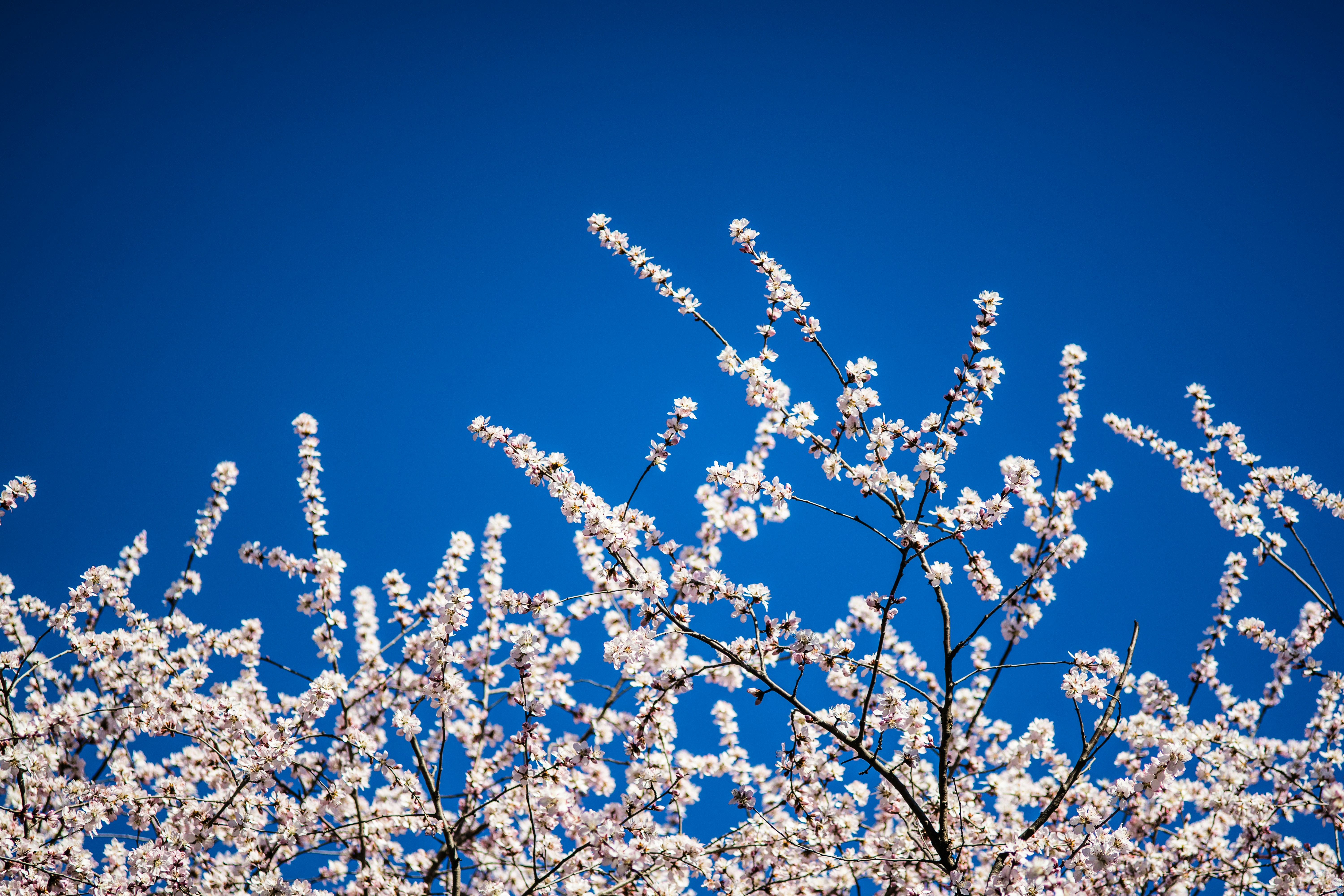 Photo by invisibledragon