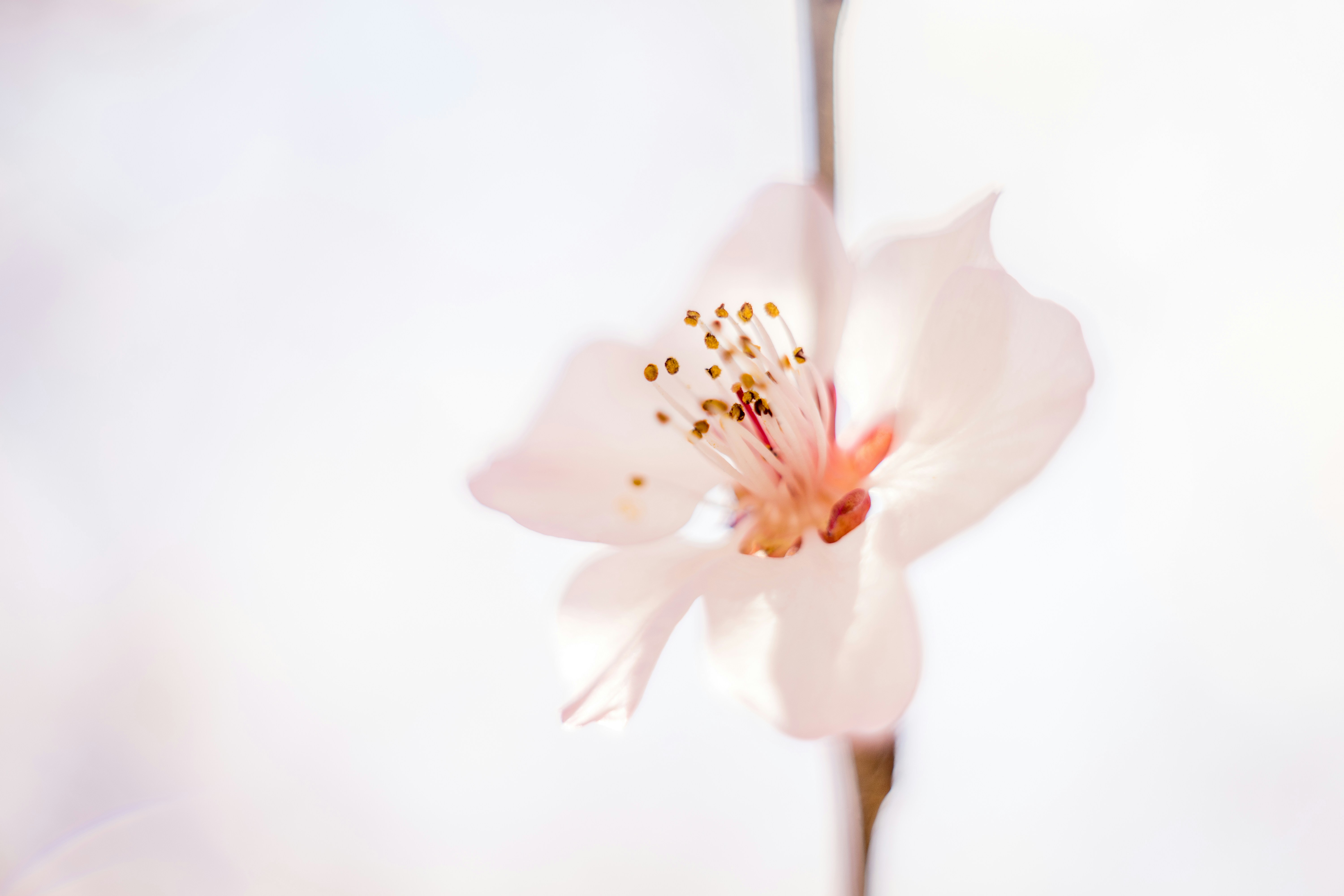 Photo by invisibledragon