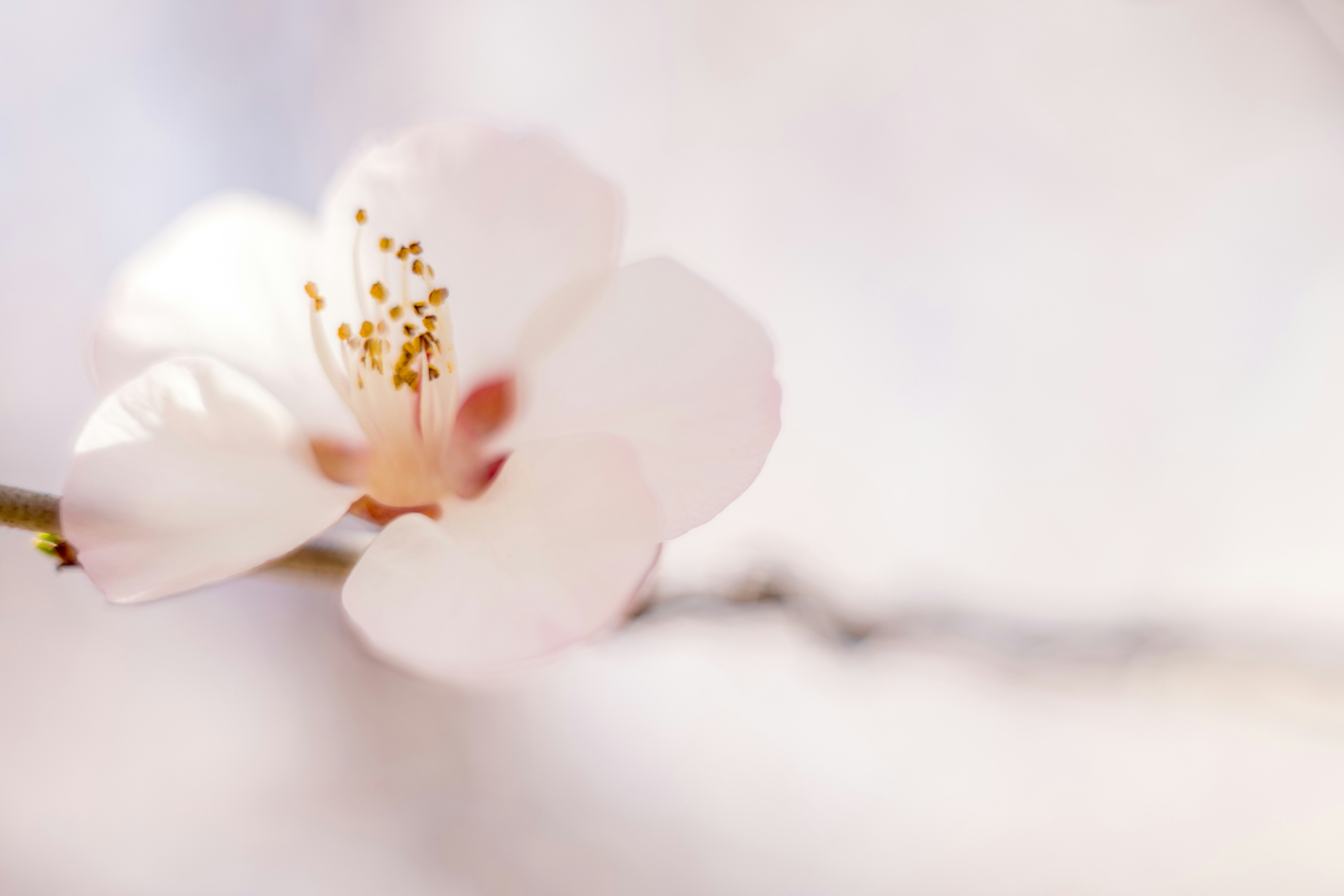 Photo by invisibledragon