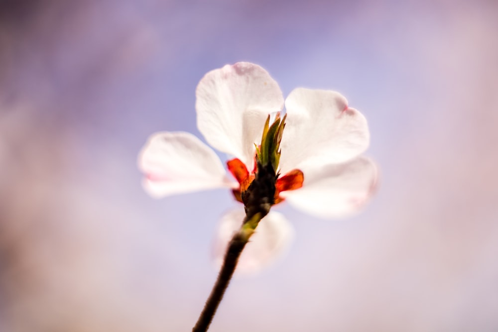 white petaled flower