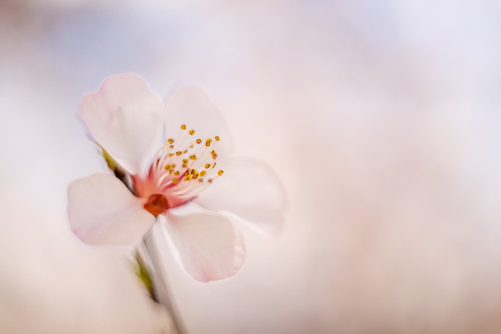 white petaled flower