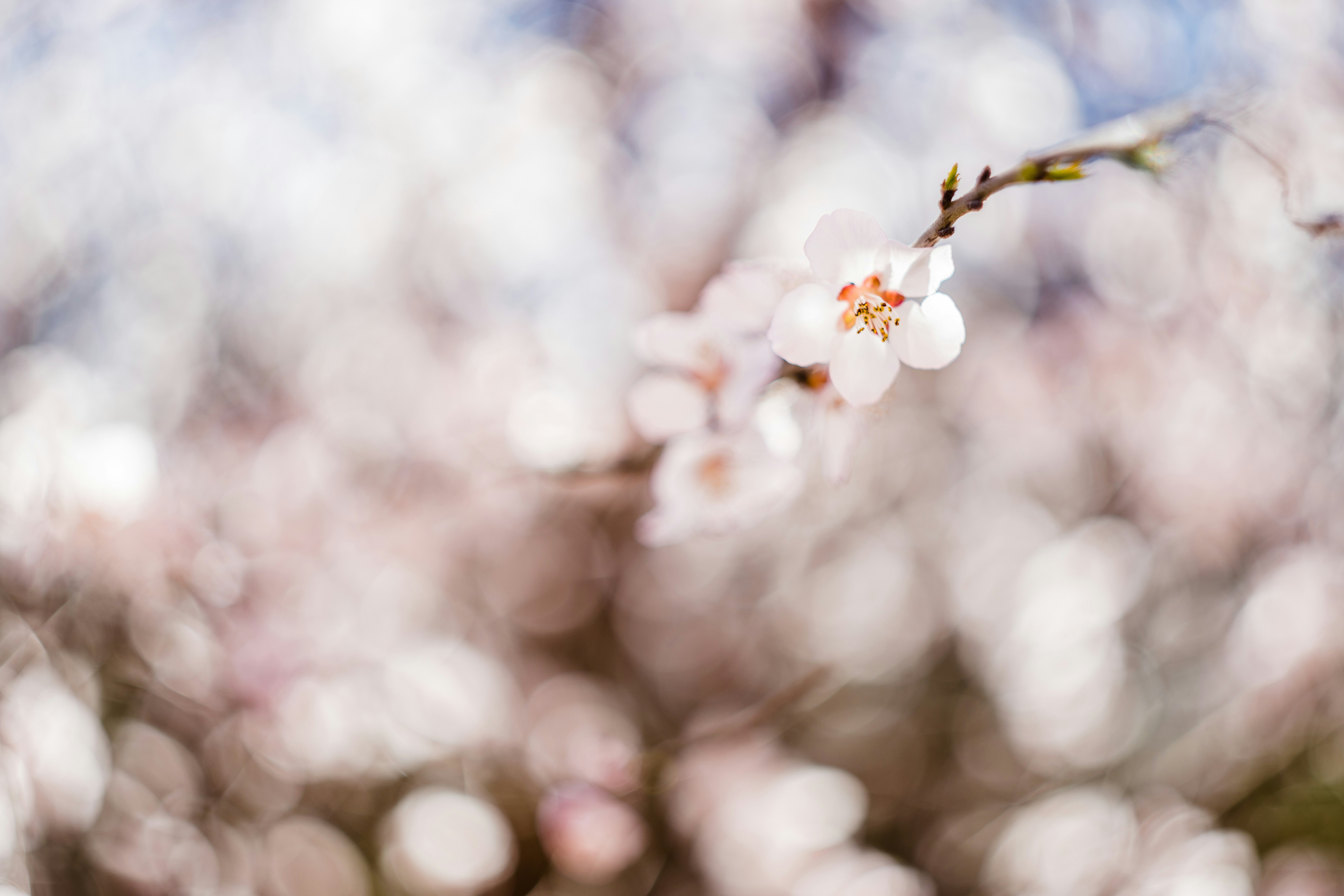 Photo by invisibledragon