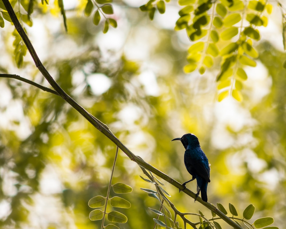 blue bird perched on twig