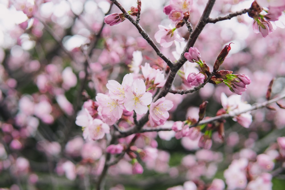 pink flowering tree