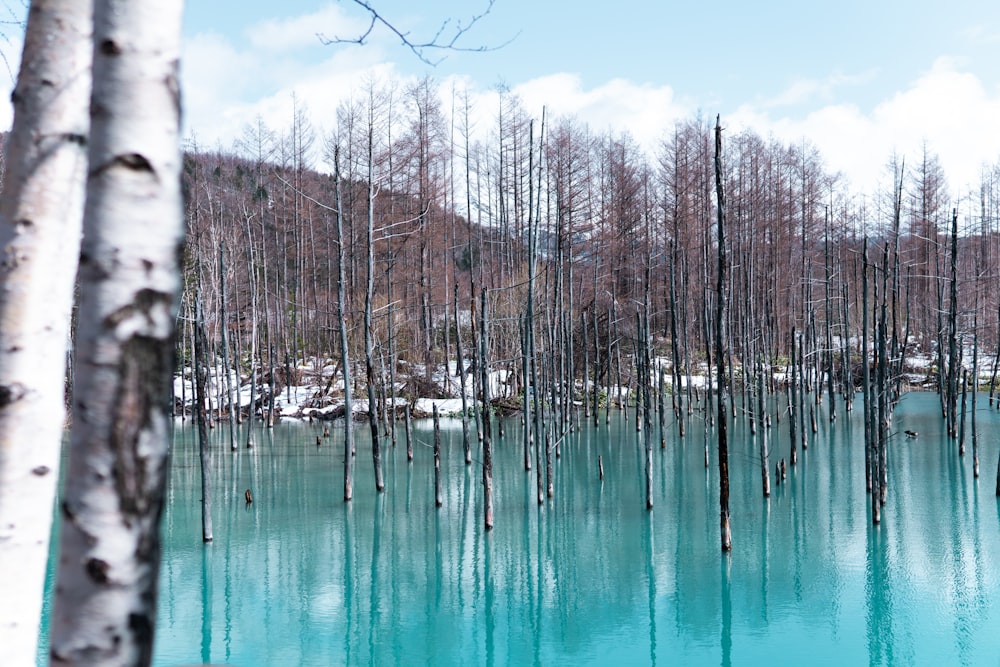 landscape photo of brown withered trees on body of water