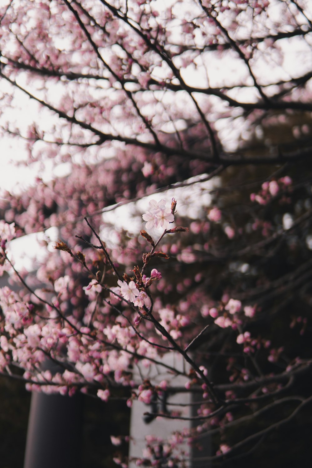 Cherryblossom tree