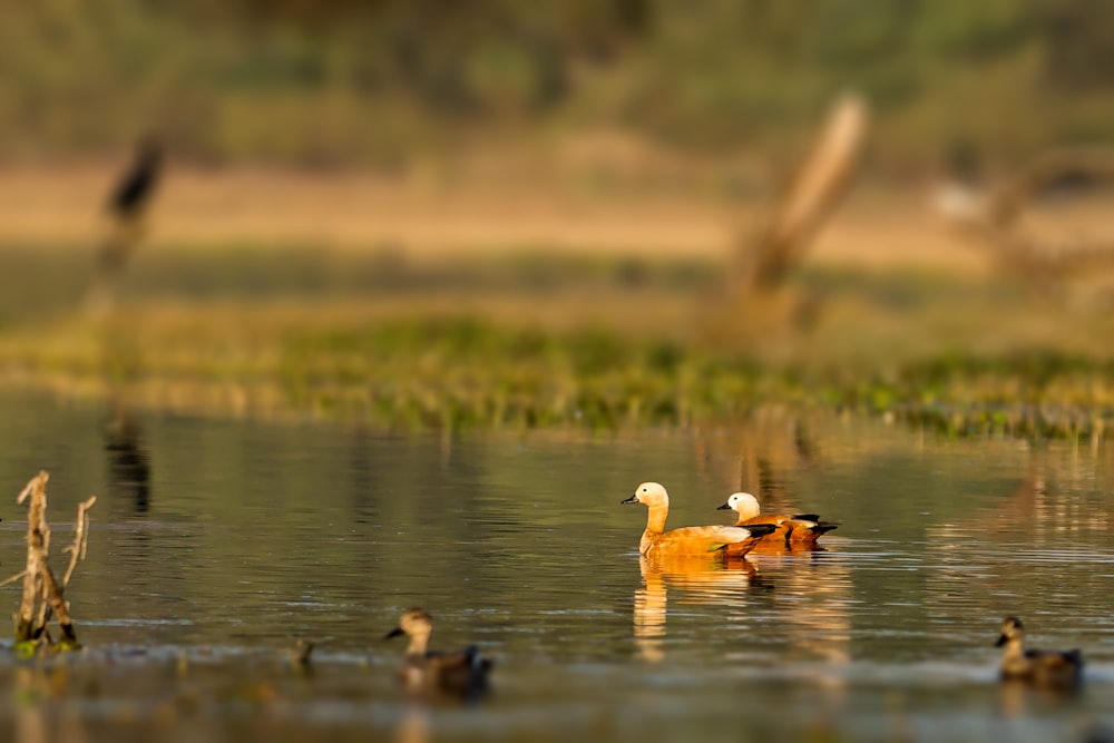 ducks swimming on body of water