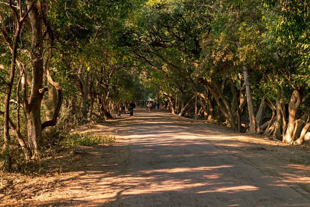 people surrounded with trees