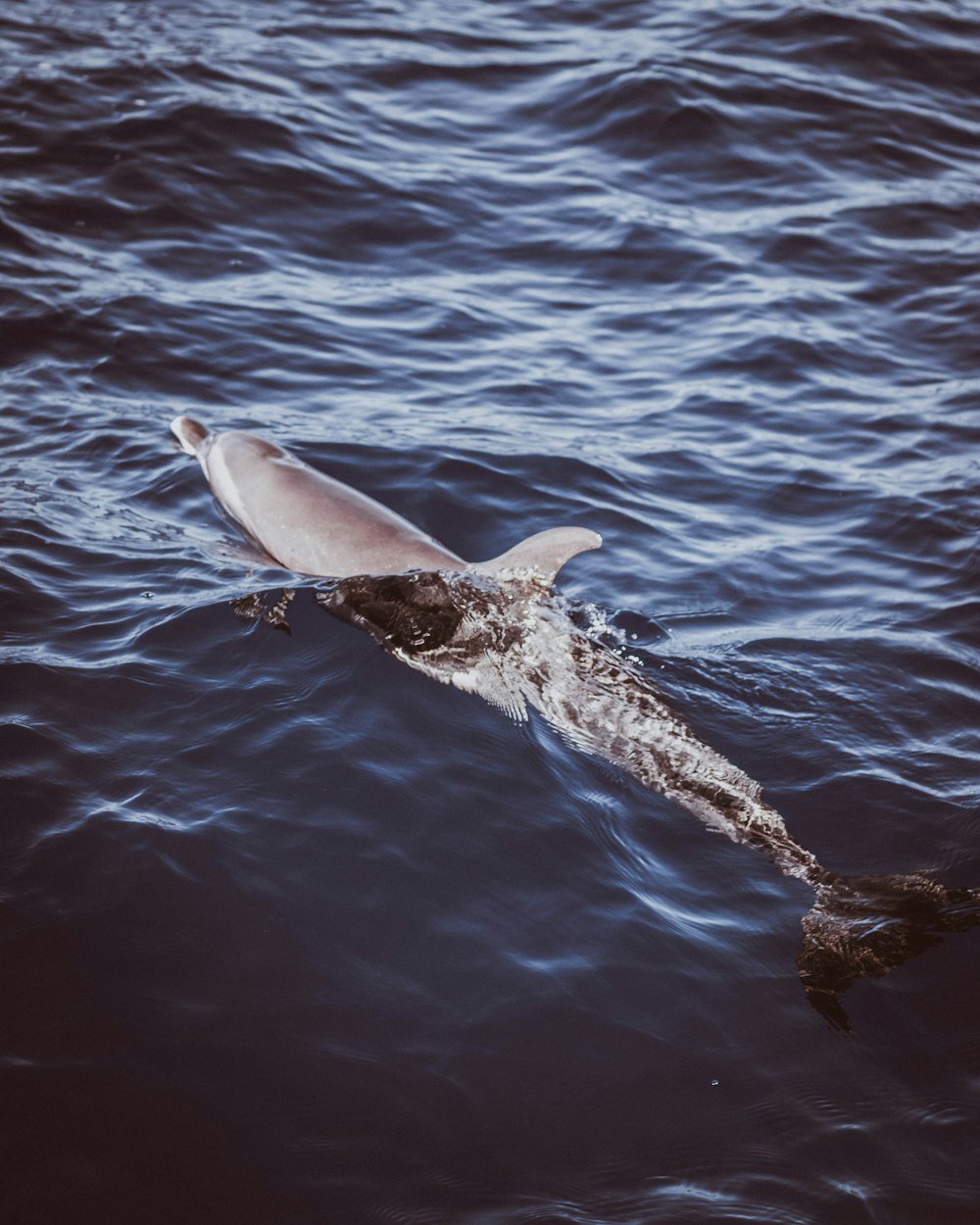 grey dolphin in body of water