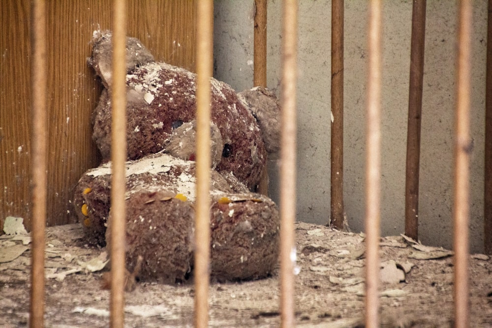 juguete de peluche de oso pardo en jaula