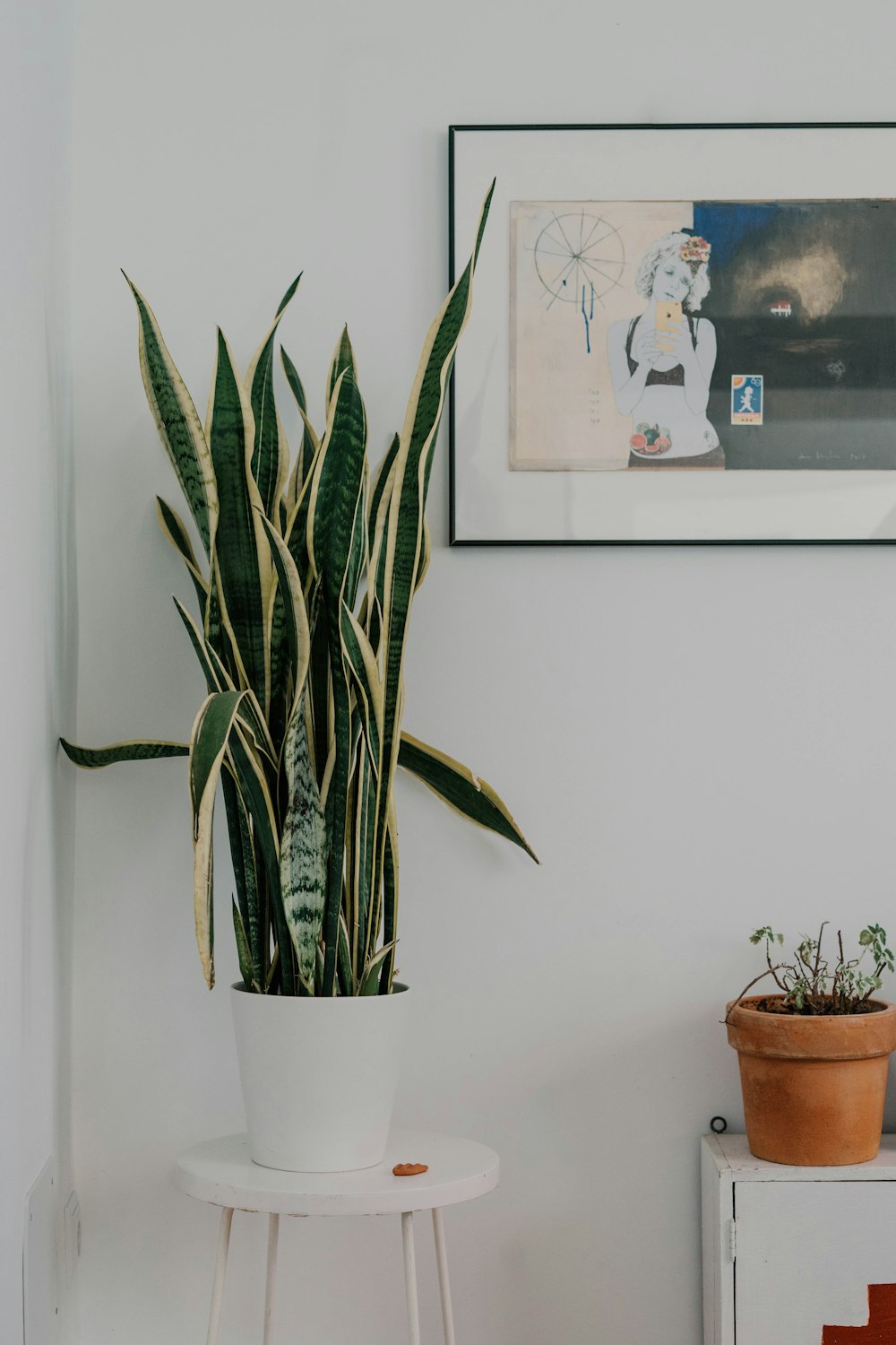 green snake plant on white pot near white wall