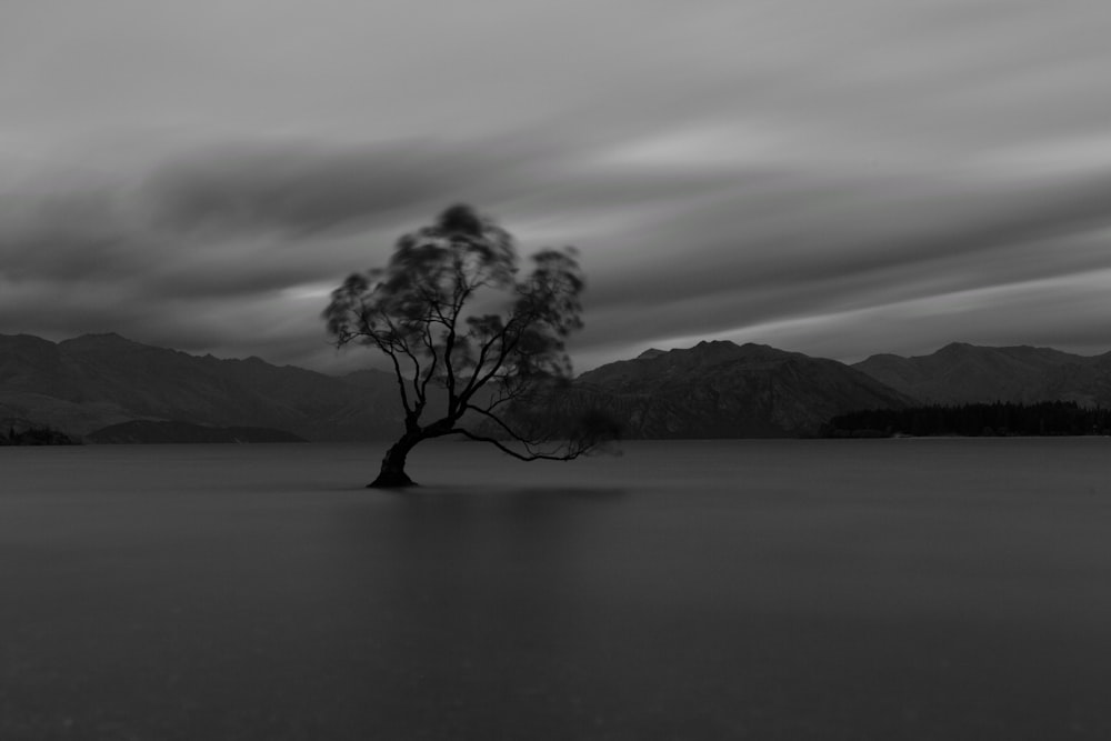 grayscale photo of tree under cloudy sky