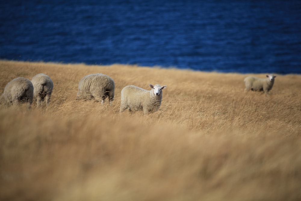 herd of sheep