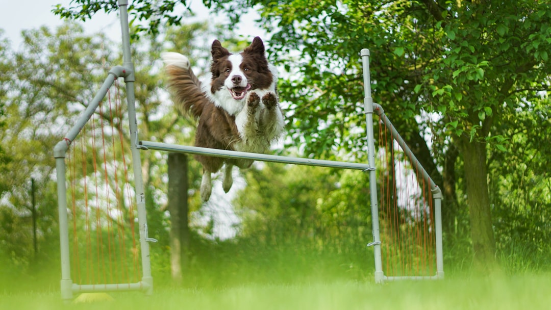 short-coated white and brown dog jumping on white metal rod