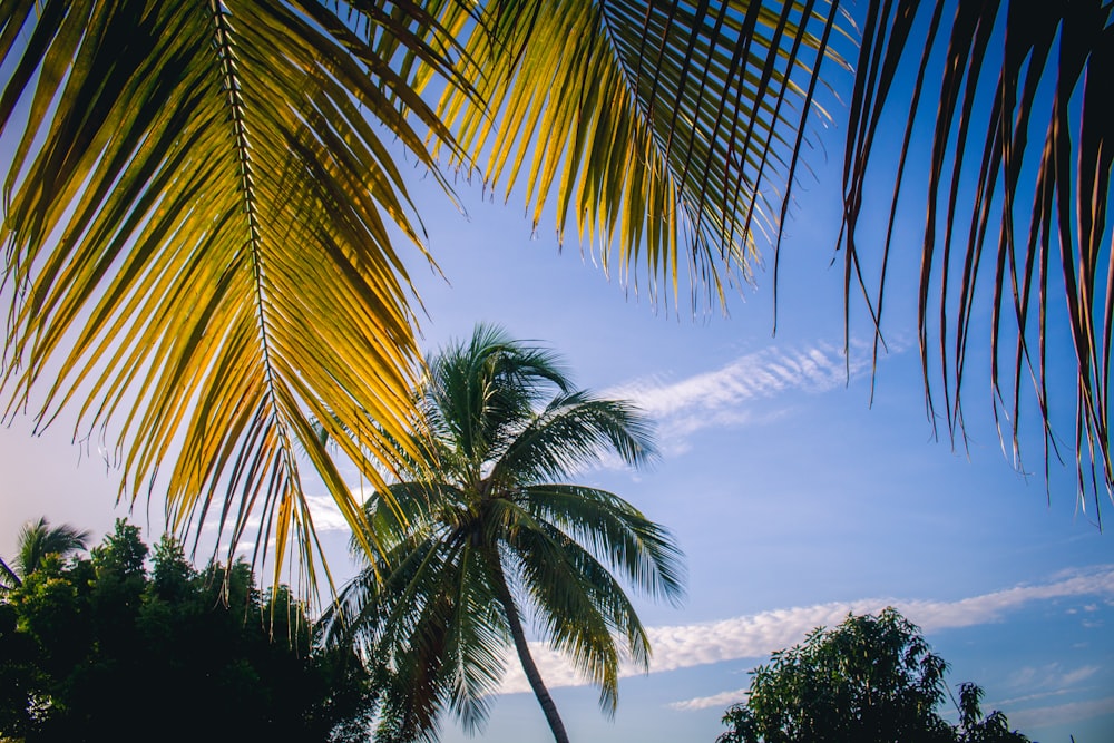 green palm tree under cloudy sky during daytime