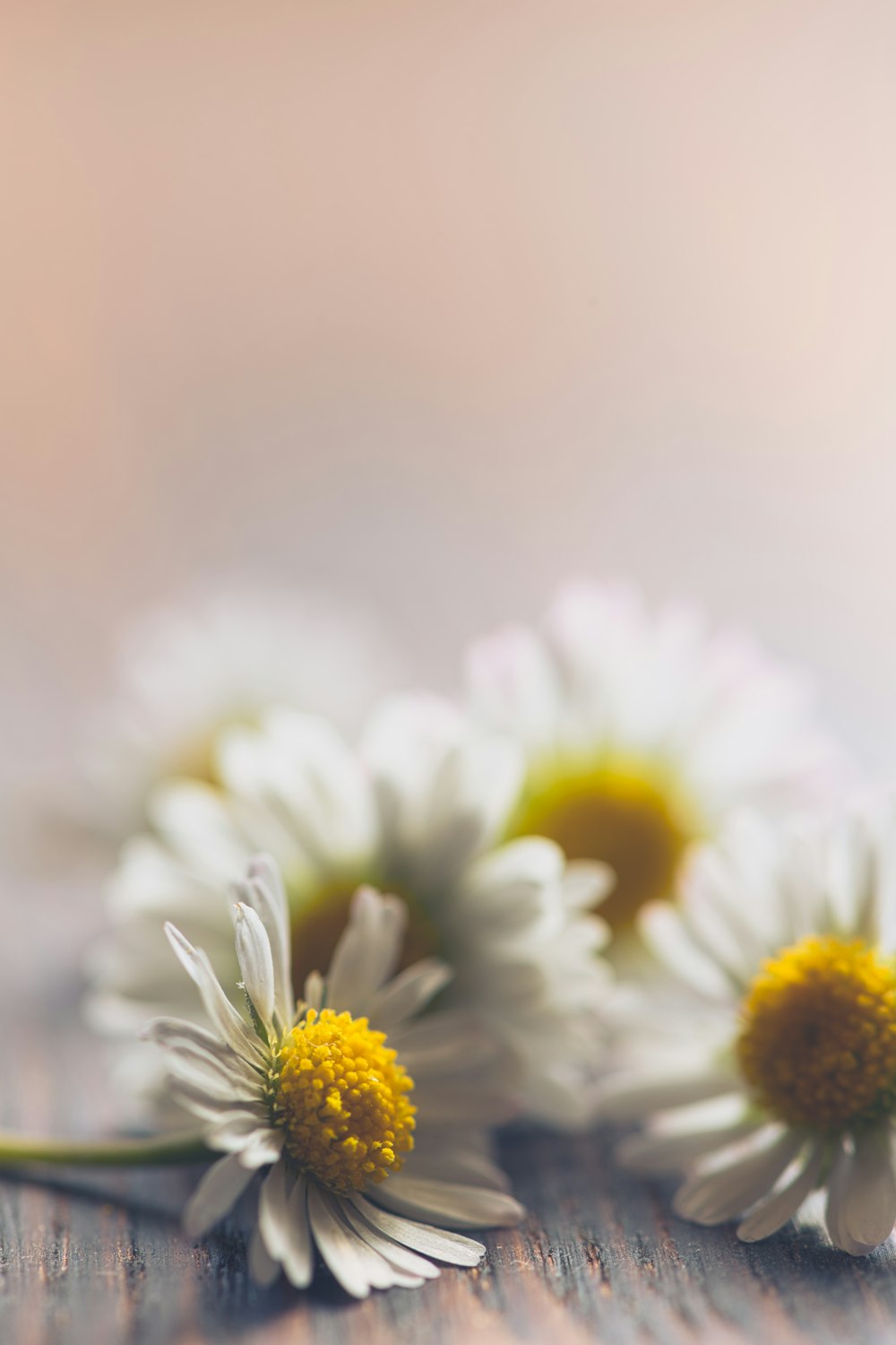 white petaled flowers on brown surface