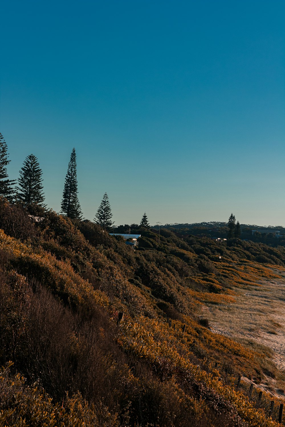 brown grass field