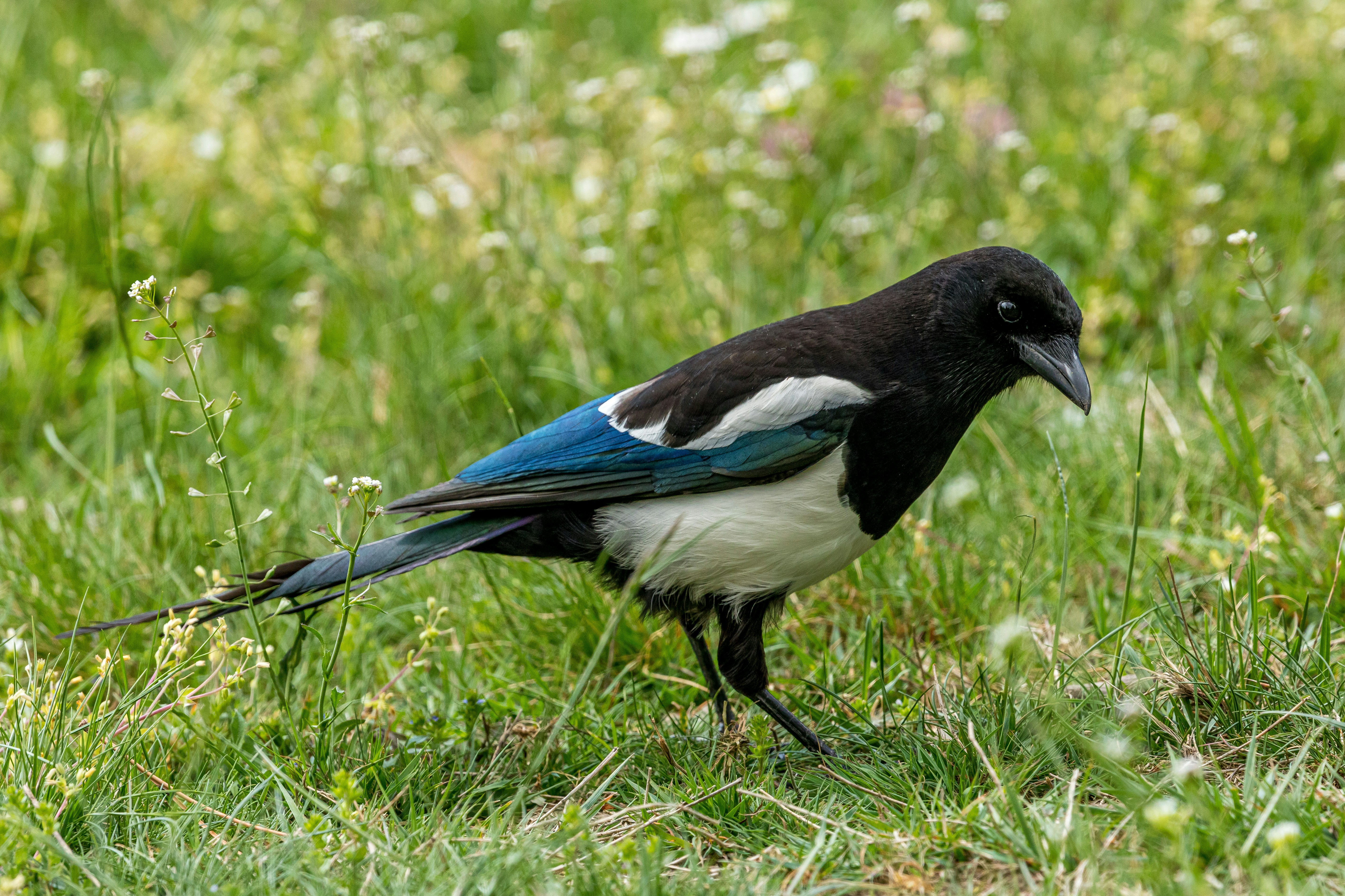 black and white bird on grass field