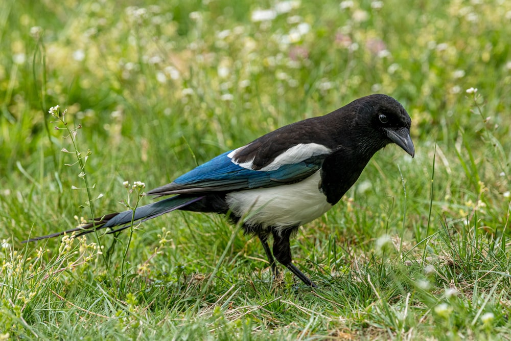 black and white bird on grass field