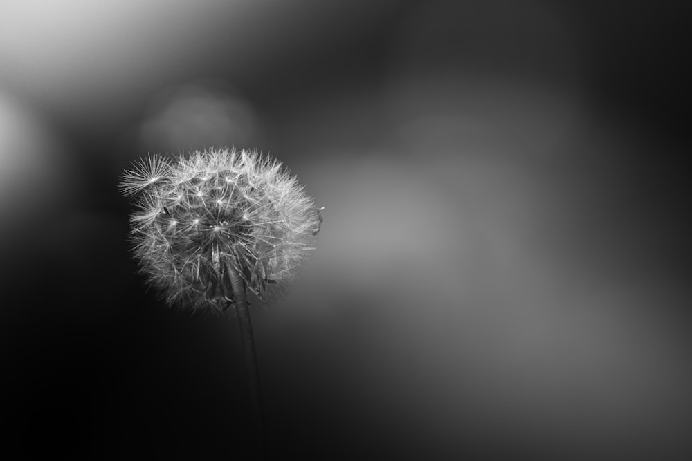 white dandelion flower