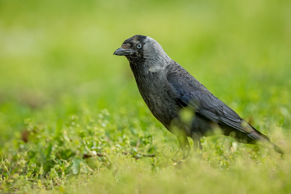 small-beaked black bird