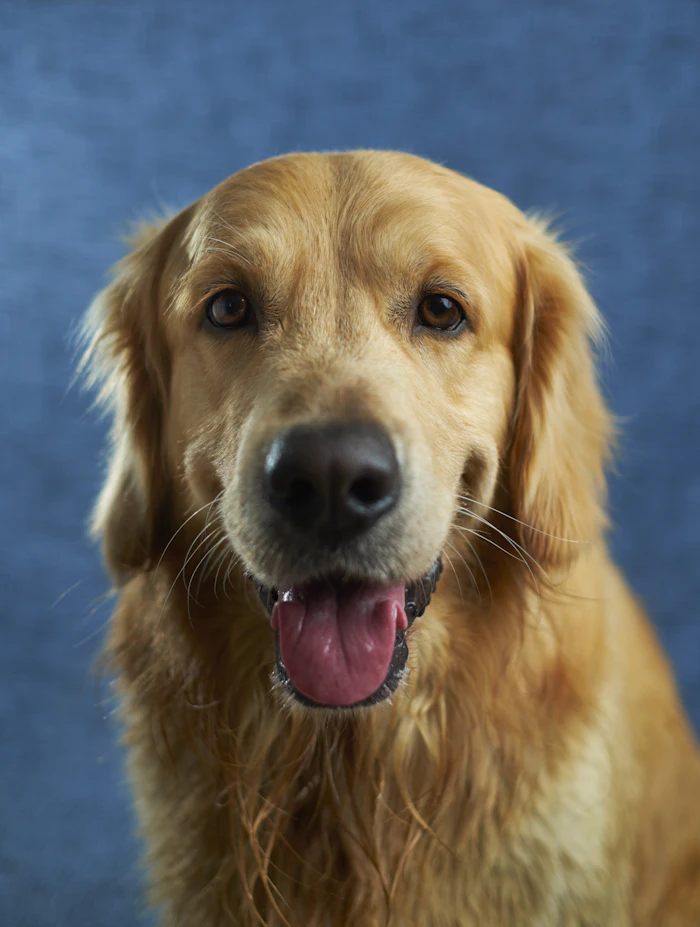 Dog outdoors — companion lifestyle
