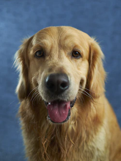 Perro mestizo argentino