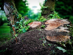 selective focus photography of log