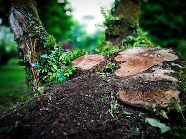 selective focus photography of log