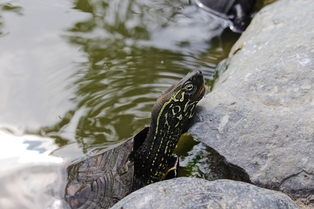 selective focus photo of black and brown turtle