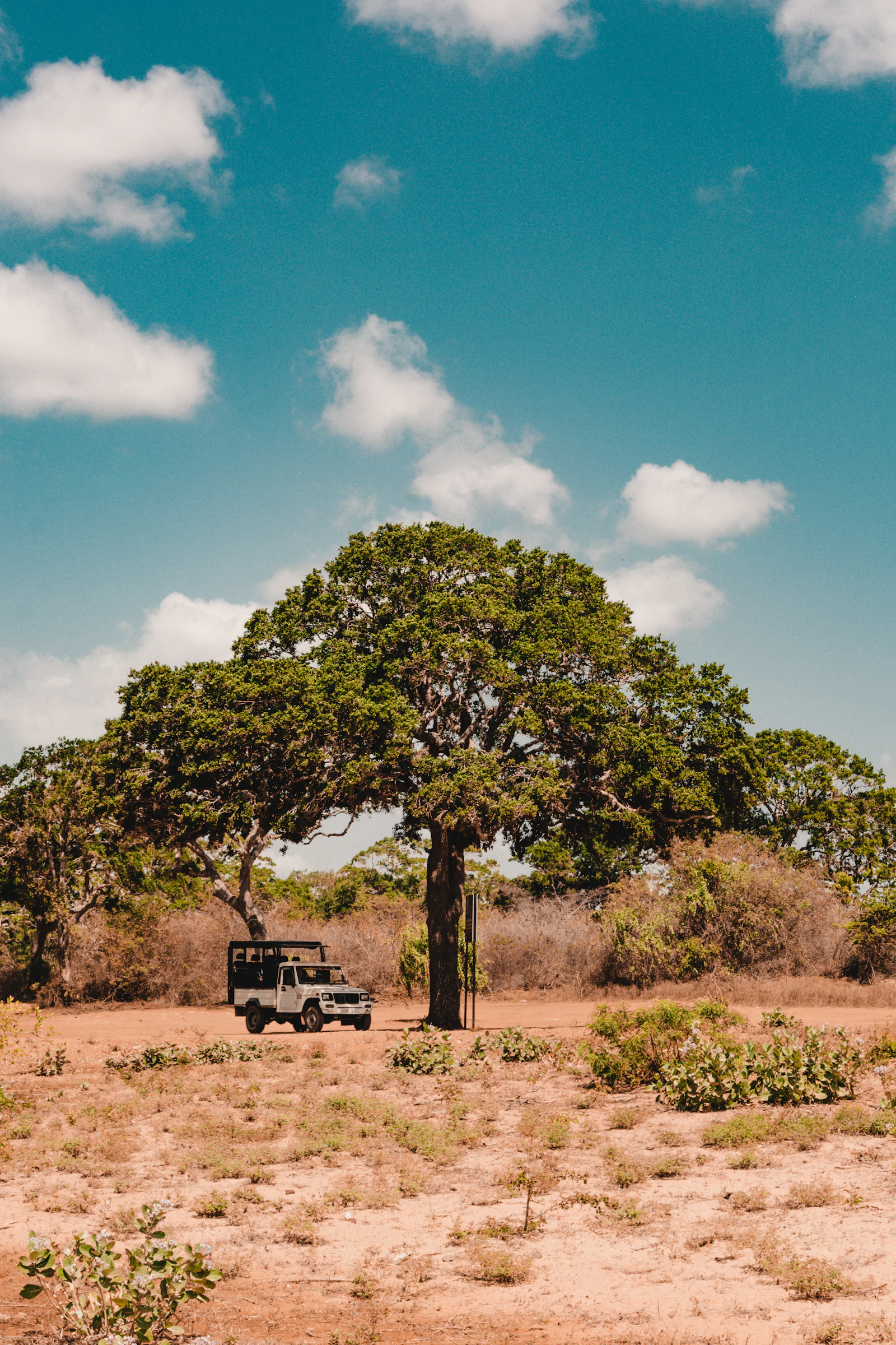 A safari vehicle is parked near a tree in Yala National Park, Sri Lanka.