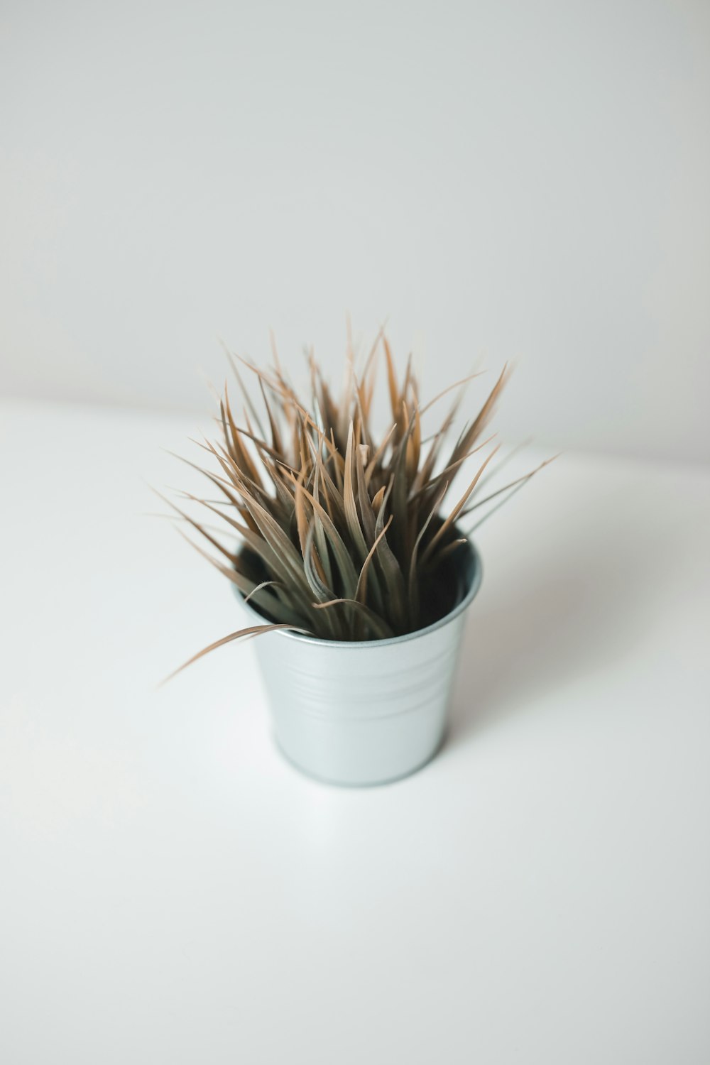 green-leafed plant in planter