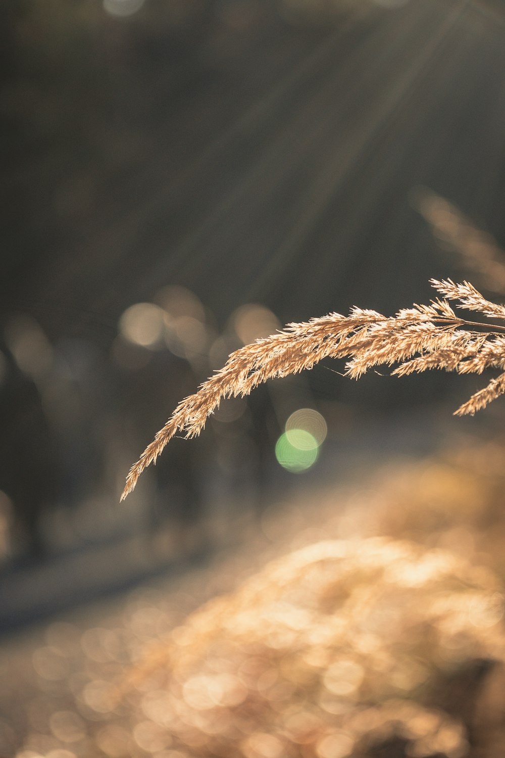 brown grass