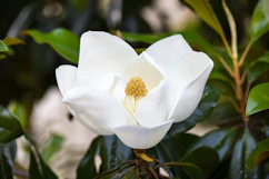 white petaled flower