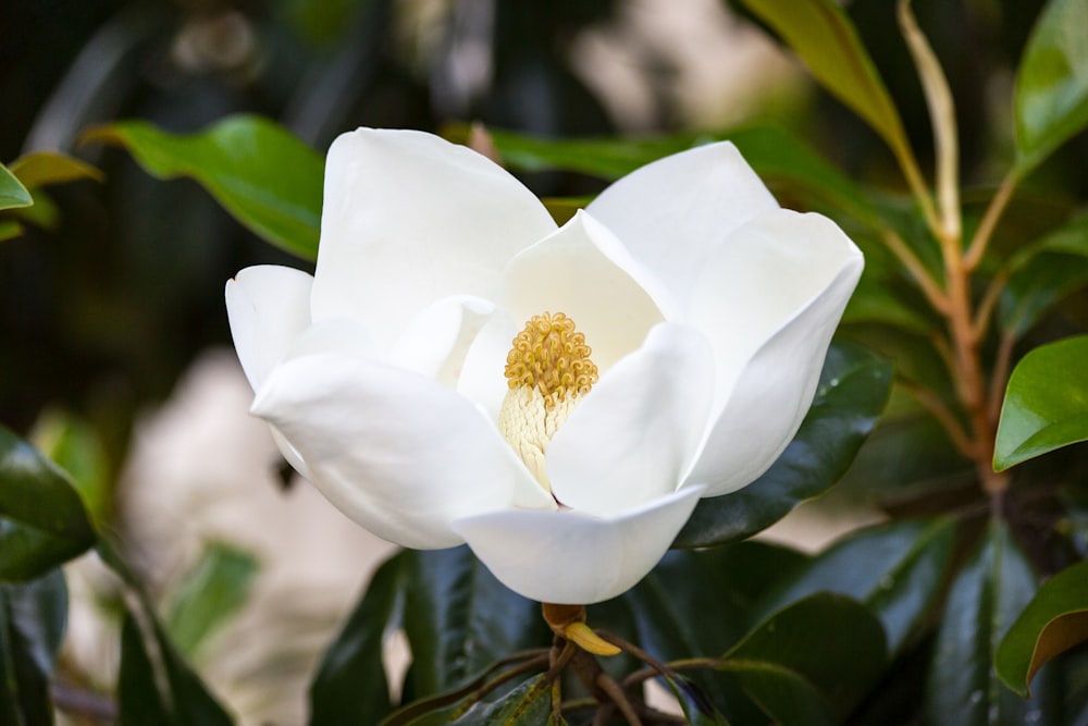 flor branca de pétalas