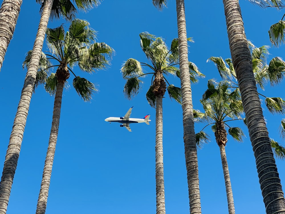 coconut tree