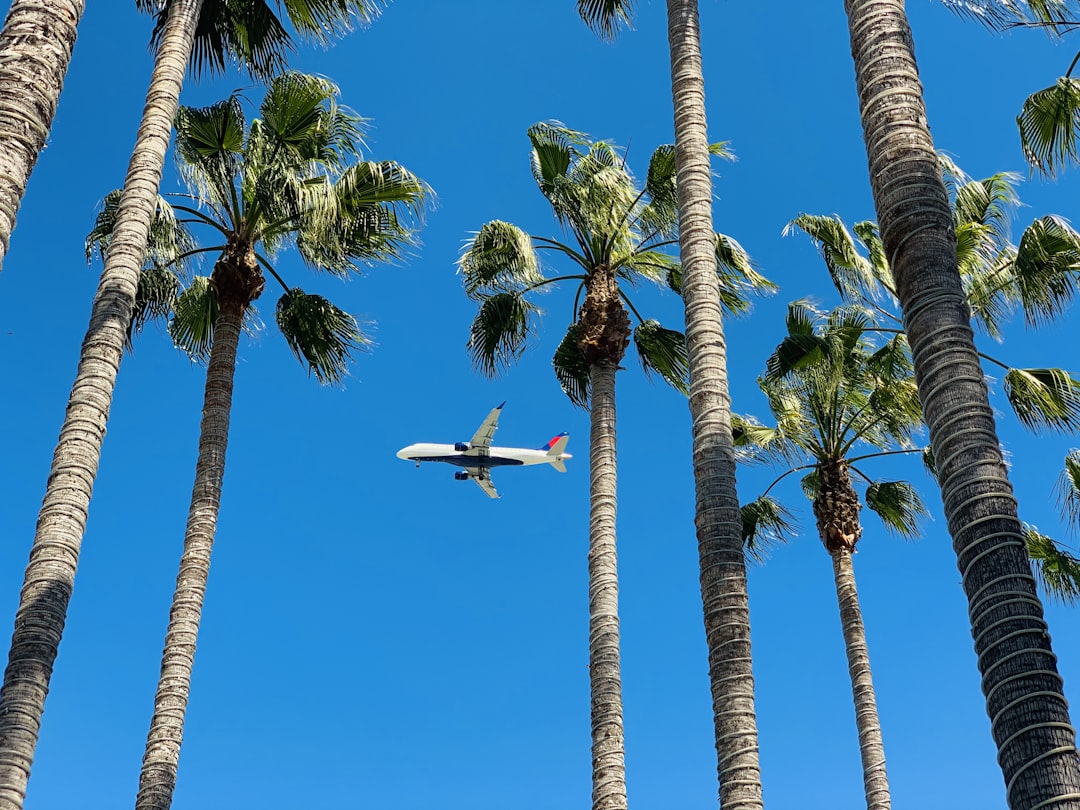 coconut tree,