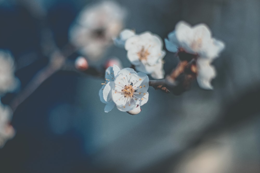 selective focus-photo of white-petaled flowers