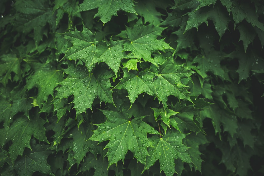 green-leafed plant