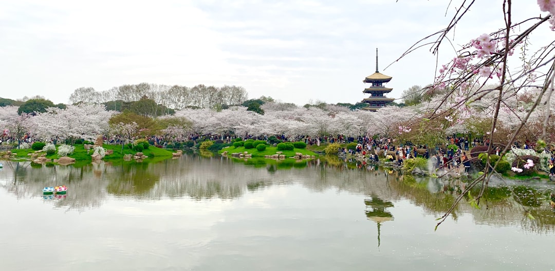 cherry blossom near lake,