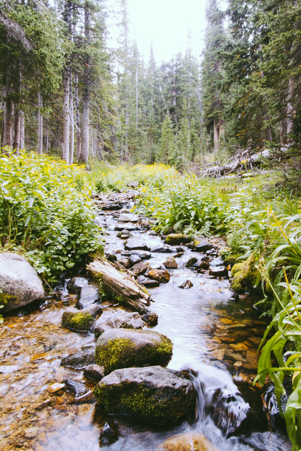 rio cercado por árvores