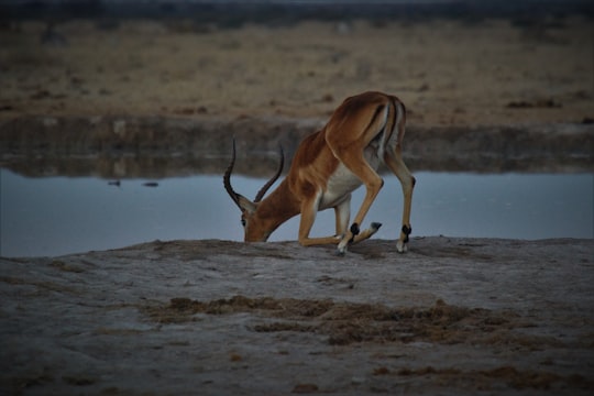 brown antelope drinking water during daytime in Tutume Botswana