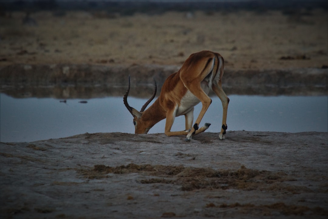travelers stories about Wildlife in Tutume, Botswana