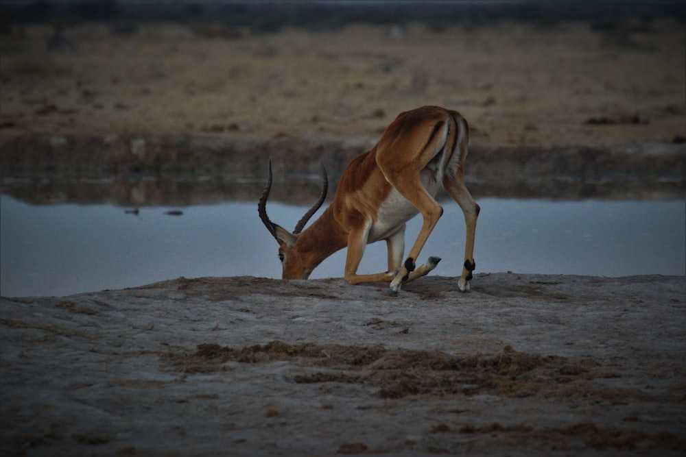 brown antelope drinking water during daytime