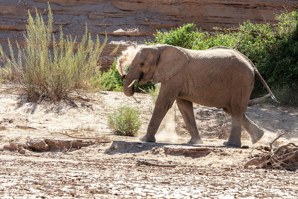 grey elephant