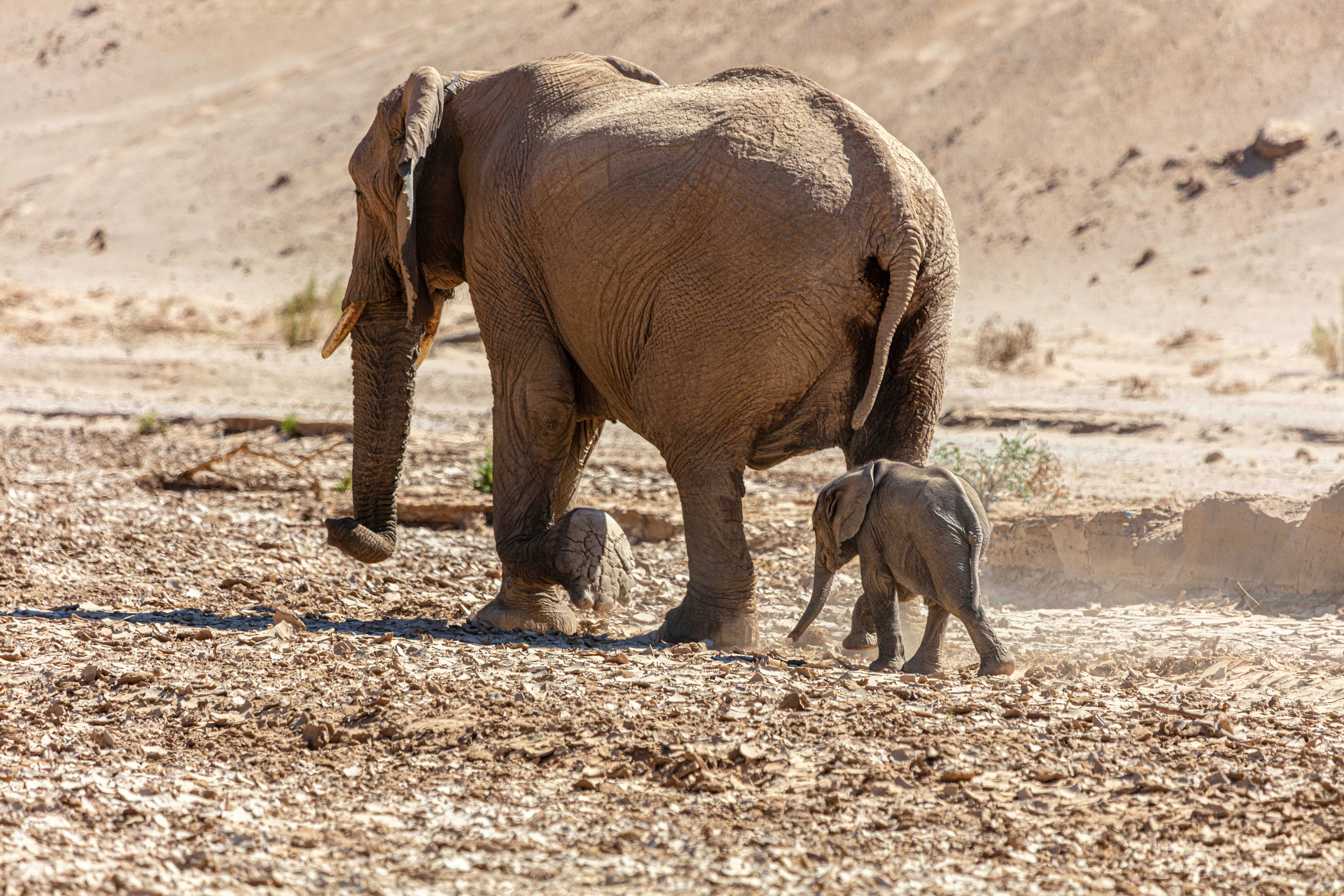 Ein erwachsener Elefant und ein Elefantenbaby gehen in der Wüste spazieren