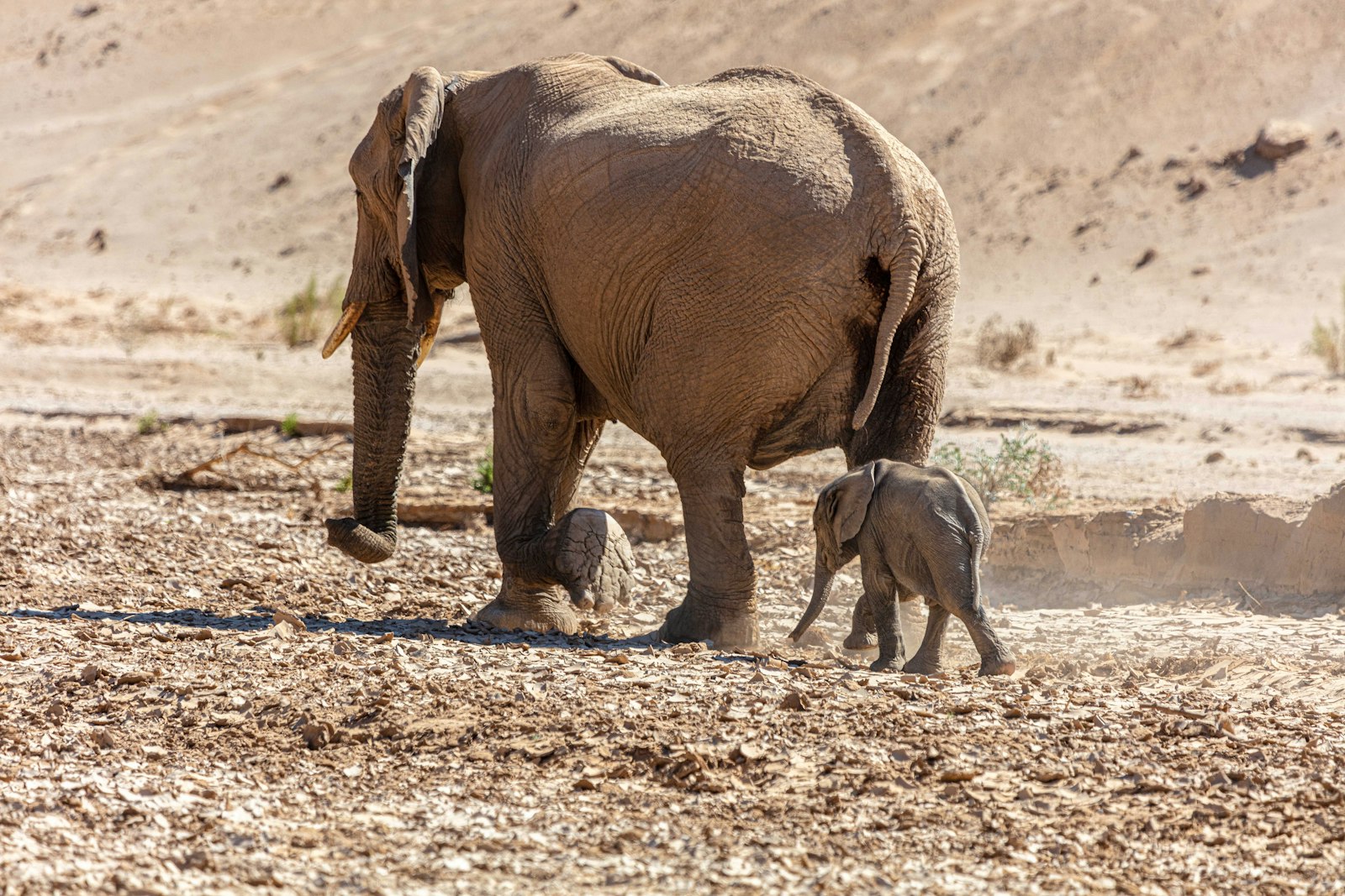 A desert-adapted elephant mother and calf walking across a dry, stony riverbed
